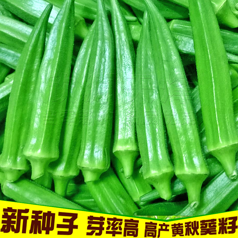 秋葵种籽高产大田绿红黄秋葵种子种苗耐热春夏季四季阳台蔬菜种孑