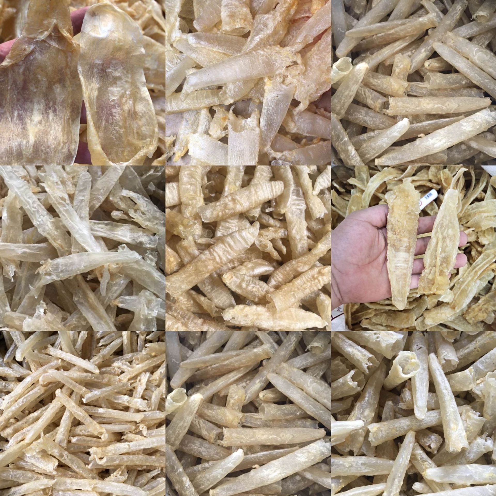 水发鱼胶供应 巴沙胶系列 胶筒条粒片 干低眼无齿芒鱼肚 一手货源