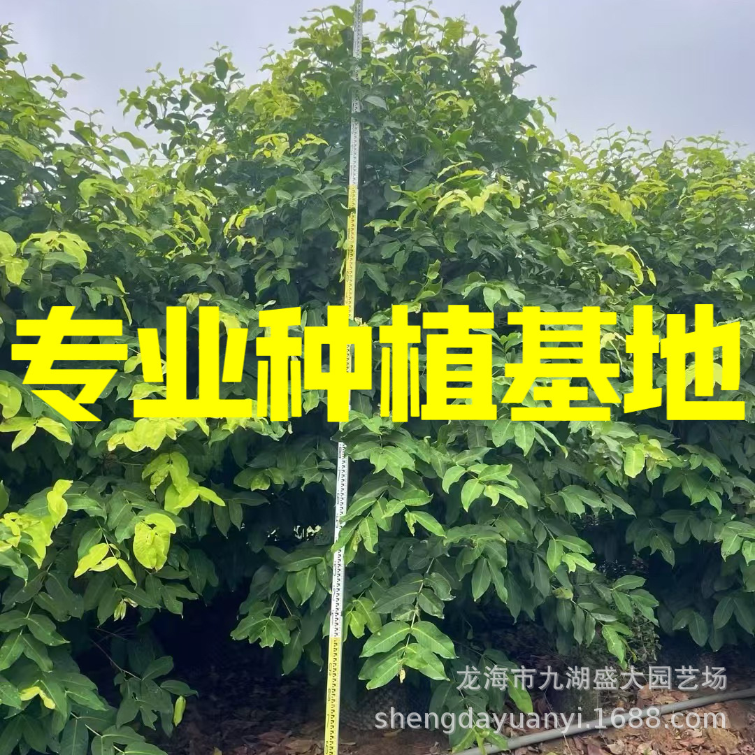 福建漳州莲雾水果树种植基地 黑金刚莲雾果树批发 丛生洋蒲桃价格