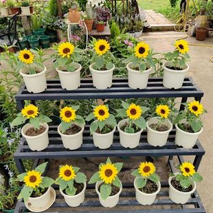 Mini Dwarf Sunflower Seeds Ultra-Short Four-Season Sowing Lazy Ornamental Indoor Balcony Potted Plant Flower Seeds