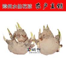 复瓣水仙花种球批发 一级双瓣花球 年宵水培冬季年宵花卉漳州特产