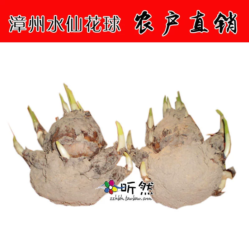 Двойной лепесток Нарцисс мяч семян оптом первоклассный двойной лепесток цветок мяч гидропоники Зимний цветок специальности Чжанчжоу