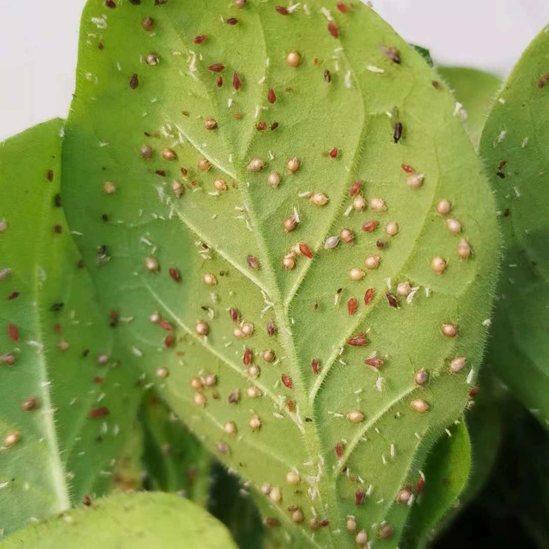 Aphid cocoon aphid parasitic natural enemy Insect scientific research Insect small classroom use of scientific research insects