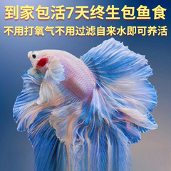 泰国斗鱼仙女款纯白半月超美网红小型淡水热带冷水观赏鱼好养