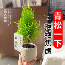 �����ɾGֲ��λ�[��ֲ���k���҃�������BС�����̨�͏d���Ի���