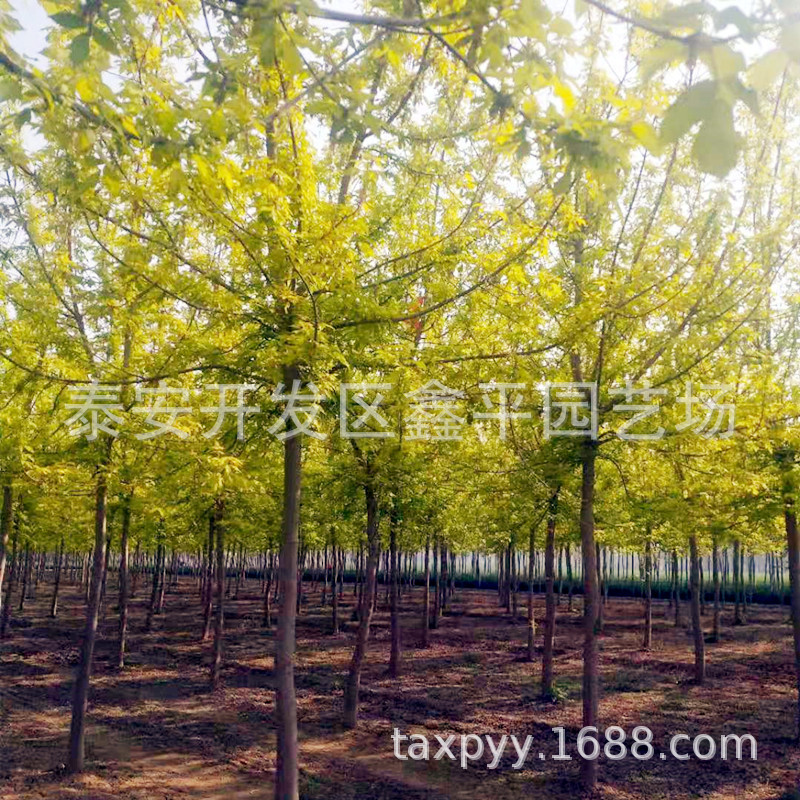 金叶复叶槭 青叶复叶槭 丛生复叶槭 造型金叶榆树苗价格 基地直销-阿里巴巴