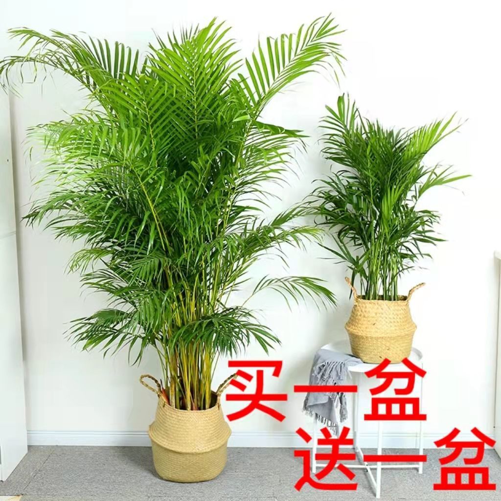 San Weikui indoor small-scale Green plant Potted plant a living room flowers and plants Survive Botany Evergreen Fengweizhu purify atmosphere