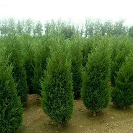 盆栽;园林果树;种子