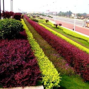 Golden Leaf Ligustrum Landscaping Saplings, Courtyard Hedges, Cold-Resistant Engineering Green Gardens, Plants, Flowers and Trees