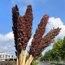 高粱农家乐装饰厂家干花花束装饰永生花果谷穗装饰品