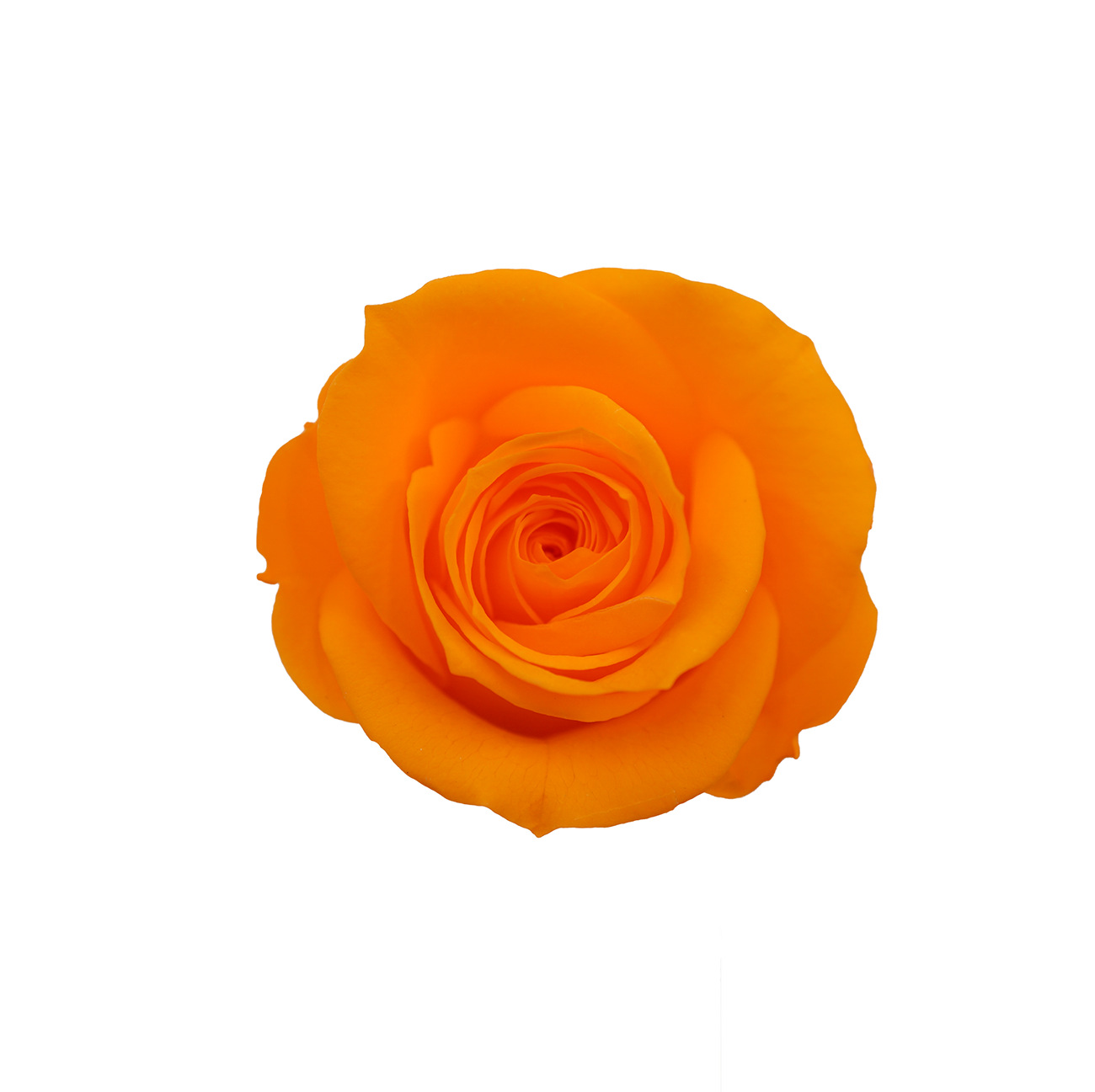 Clase A Flor eterna Rosa 3-4cm Flor seca DIY Yunnan Fabricante 520 Día de la Madre al por mayor