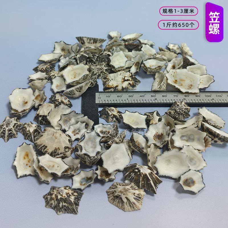 貝殻と法螺貝 1～2cmをポンド単位で販売、貝殻と砂を混ぜて手作りのDIYテーブルを製作、ドリフトボトルを製作|undefined