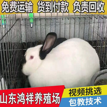 活体伊拉兔市场价格多少钱一斤山东厂家大量促销优质活体肉兔种兔