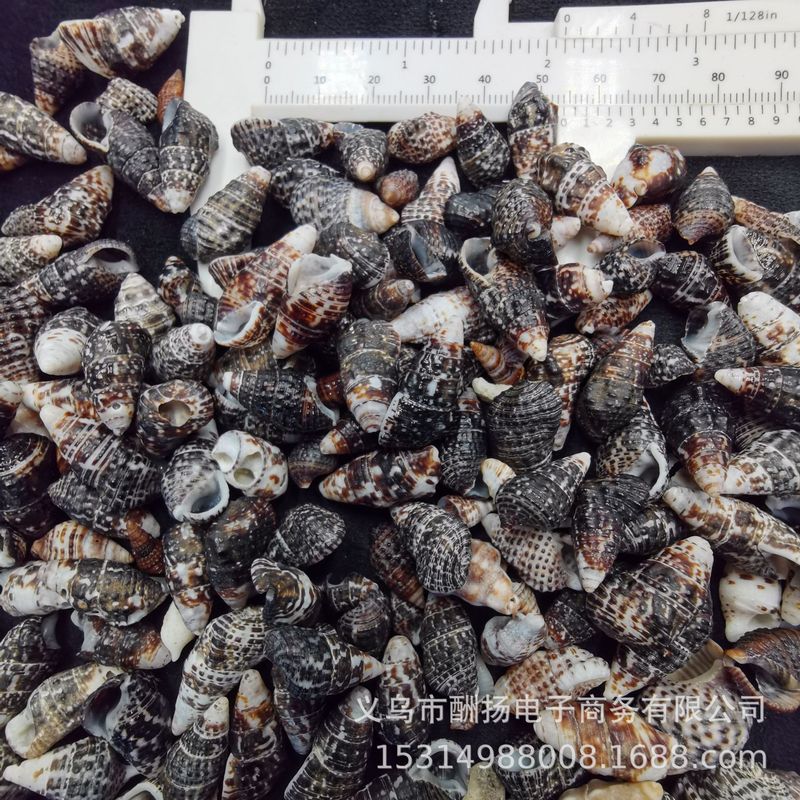 80種類の天然貝殻と巻き貝をポンド単位で販売、手作り材料、DIY、ヤドカリ、水槽造園用小貝殻|undefined