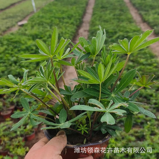 Lu Binghua Feather Fan Bean Qingzhou Breeding Base Wholesale Cold-Resistant Perennial Herbal Flowers