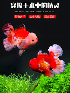 ��Ʒ̩�{���~����Ԫ������^�p�~�ͻ���B��ˮ�~��ˮ�~�����~���~