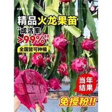 火龙果树果苗红心火龙果苗盆栽白心新鲜带根四季庭院阳台好养易活