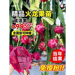 �����������t�Ļ����������԰������r�����ļ�ͥԺ�̨���B�׻�