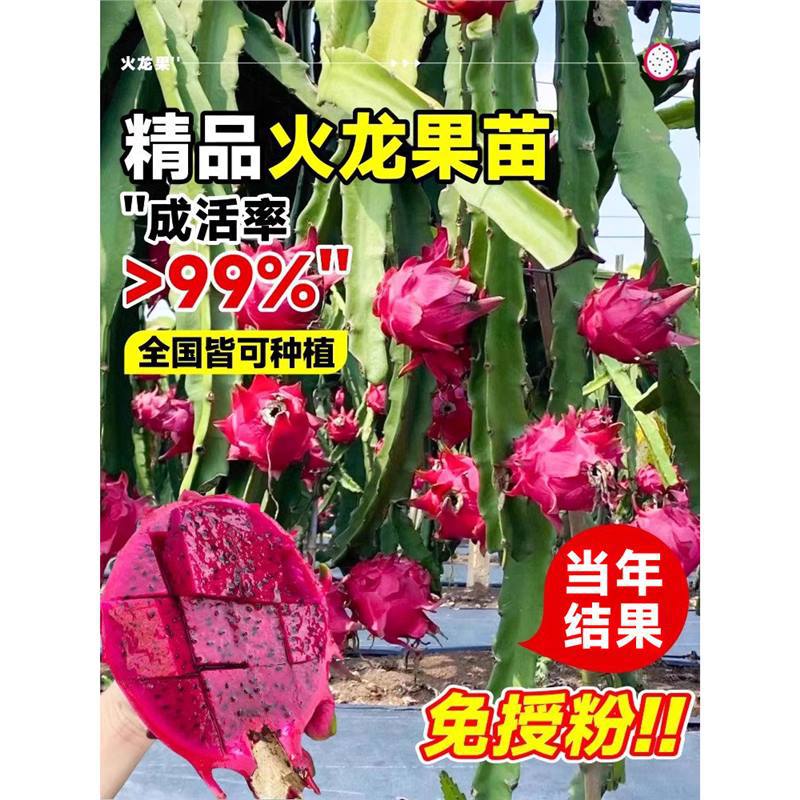 火龙果树果苗红心火龙果苗盆栽白心新鲜带根四季庭院阳台好养易活