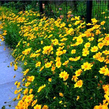 种一次每年都开花金鸡菊花种籽子花籽室外庭院路边四季花期长易活