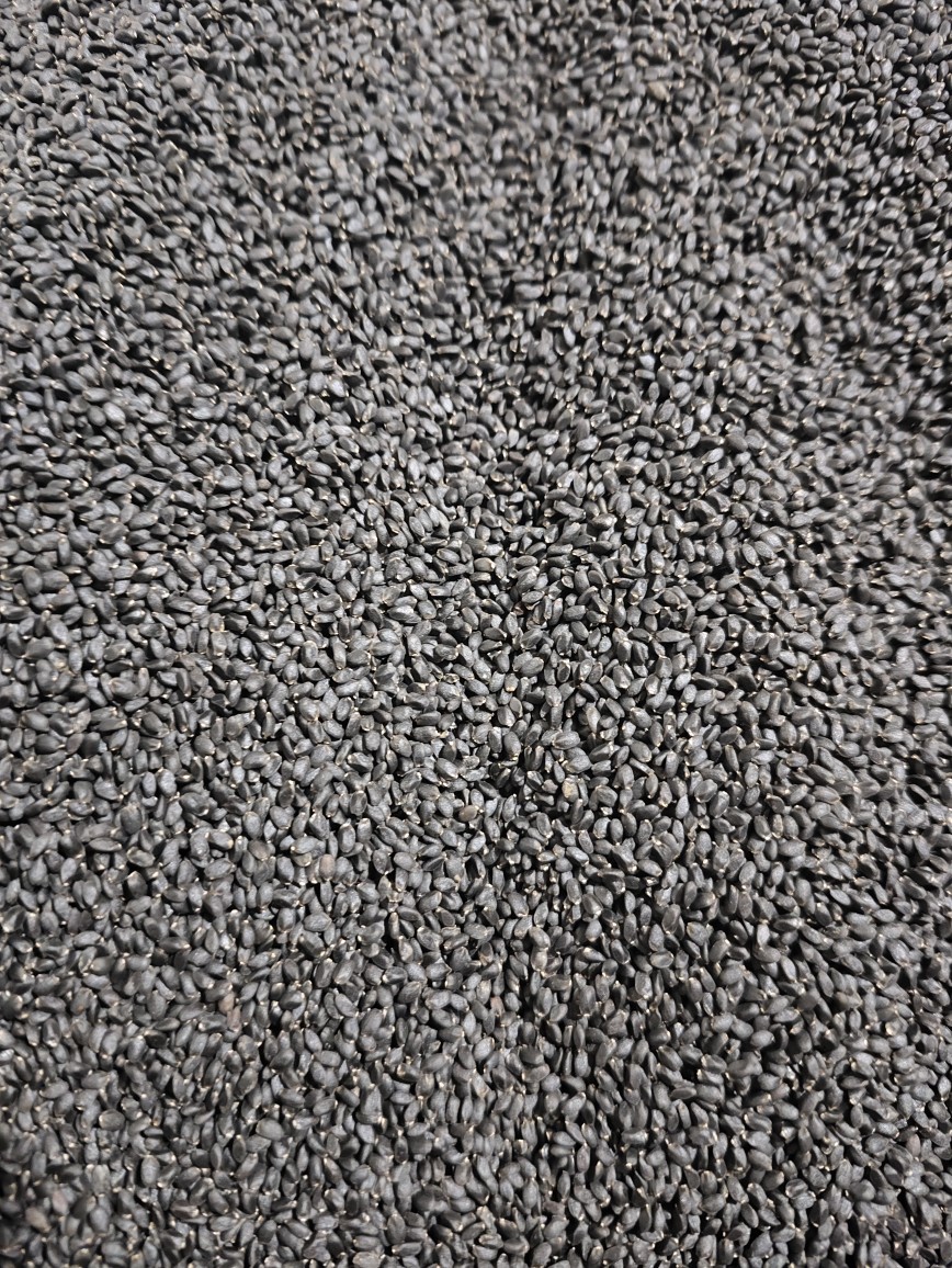 Lan Xiang Zi (Ocimum basilicum) — Basil Seeds for Herbal Drinks & Desserts specifications