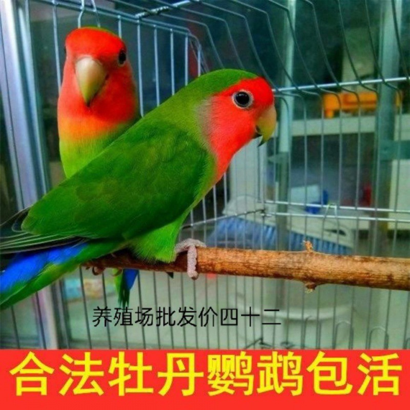 Peony rich bird parrot bird living budgies blush bird living yellow…