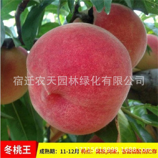 ���Ͷ��Ҙ��mѪ������ˮ������޽��ش�����Ϸ������Nֲ����Y��