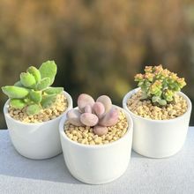 多肉桃蛋熊童子植物星盆栽肉钱串花卉绿帝玉吸财树绿植吉娃娃批发