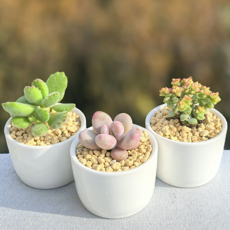 多肉桃蛋熊童子植物星盆栽肉钱串花卉绿帝玉吸财树绿植吉娃娃批发