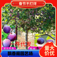 һ�����l���Ә���޽ӷ����ش��������A��÷������ͥԺ�ϱ����Nֲ