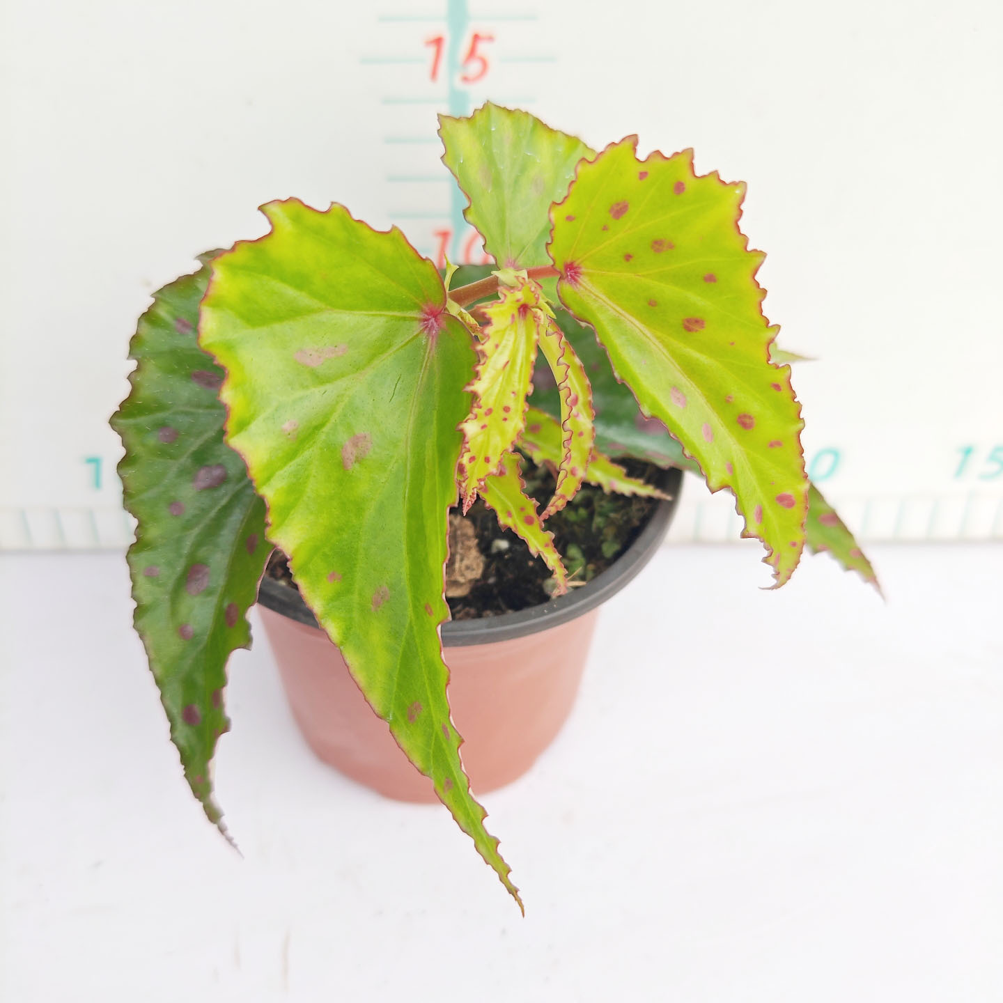 粉熔岩120#3-4葉
