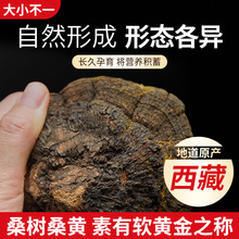 桑黄250g盒装西藏特产自然采摘非野生高端滋补饮正品厂家批发代发