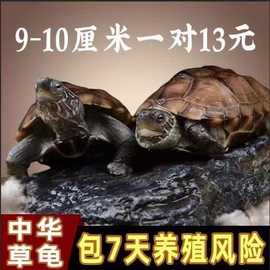 中华草龟小乌龟活物外塘长寿龟金线宠物观赏龟水金线龟墨龟草龟苗