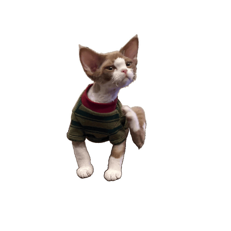 Ropa de gato primavera y verano 2025 nuevo vestido de dos patas a rayas lindo gato sin pelo gato azul muñeca gato chaleco de gato pequeño