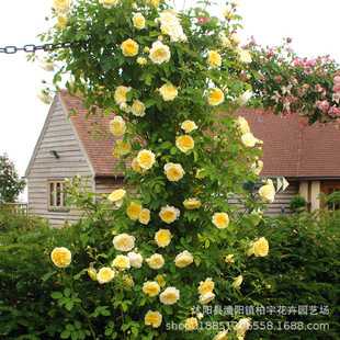 �W����·���}�����ٻ�����Ԯ�ٱ�ֲ�ﻨ��ͥԺ���@��