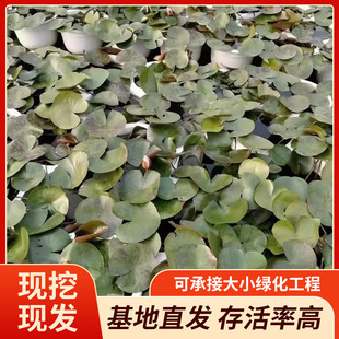 Manufacturers Supply Spot Safflower Water Lilies, Water Hyacinths, Giant Water Lilies, Lotus Aquatic Plants, Water Lily Bases, Wholesale in Large Quantities