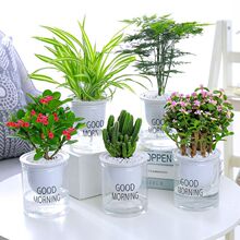 �lؔ���L�ۻ��Gֲ��������������m�d�ӻ�ˮ��ֲ���Ҹ�������