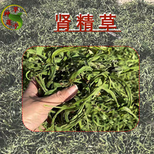 化石草 肾精茶泡水结石草花草茶猫须草 茶  云南石韦散装中药材