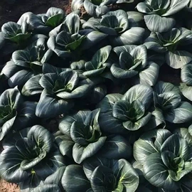 蔬菜种子;其他农业