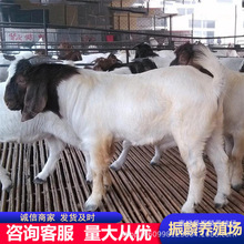 ����ɽ����B�� С�������һֻ �������l ��������