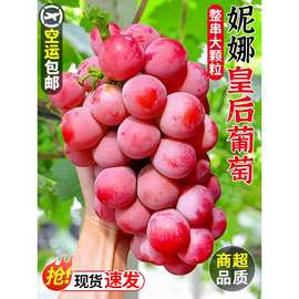 妮娜皇后葡萄无籽红宝石新鲜水果应当季女皇尼娜红提整箱包邮
