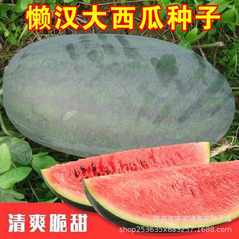 懒汉黑元帅西瓜种子黑皮西瓜种子农家大田春播水果有籽西瓜种籽