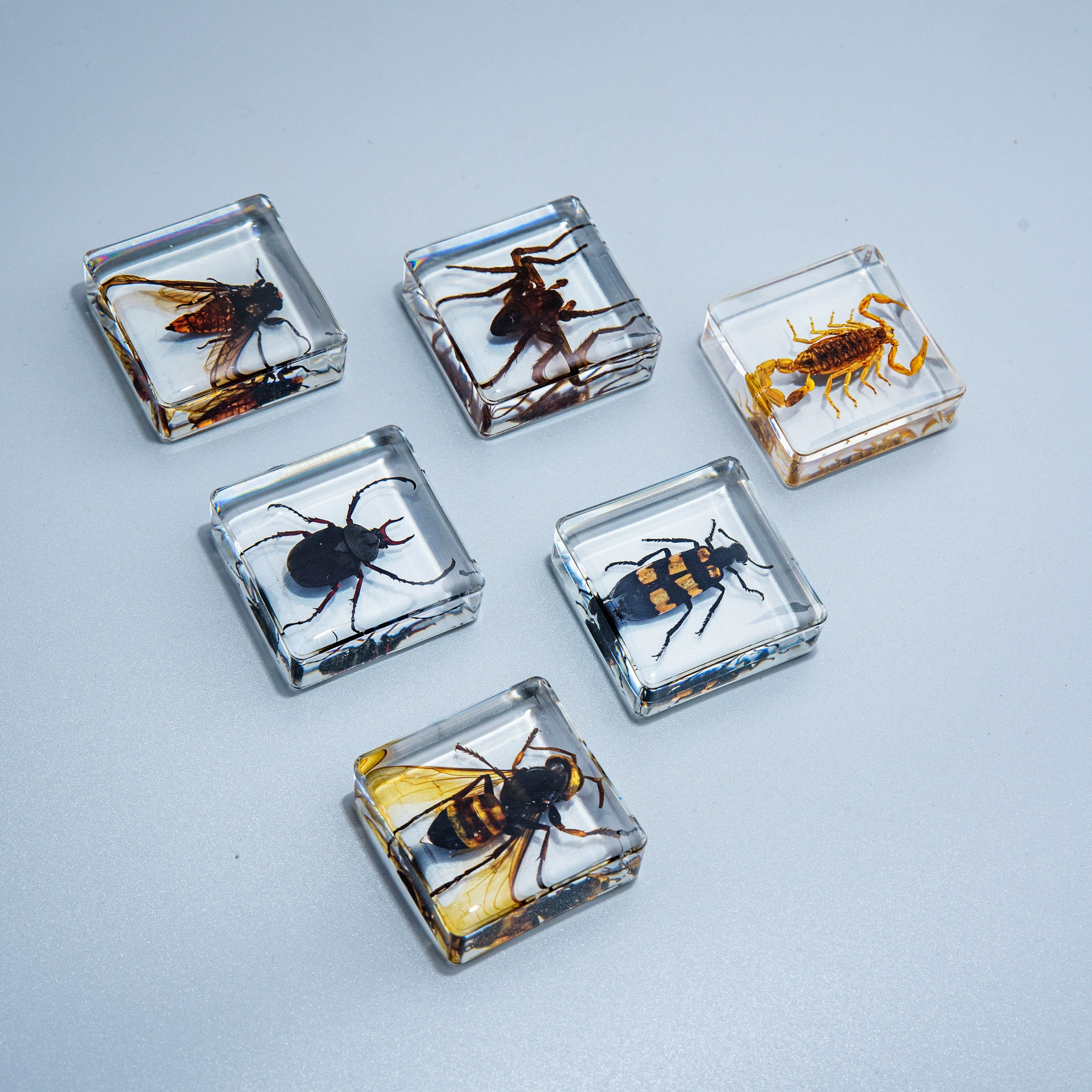 Ван Кай паук, скорпион, жук, образец смолы, кубик для детского сада, обучающий познавательный прозрачный янтарь, подарочная коробка