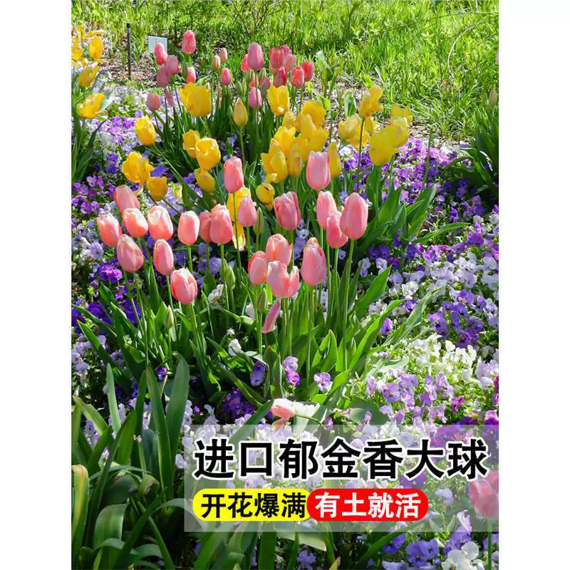 Голландские импортные луковицы тюльпанов, рассада цветов в горшках, гидропонные тюльпаны, 5-градусные шары, большие шары, семена цветов морских растений