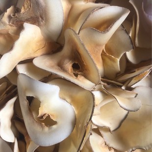 ���l�}ŮҬ ��Ҭ�� ������ ��Ҭ�� �����ع�