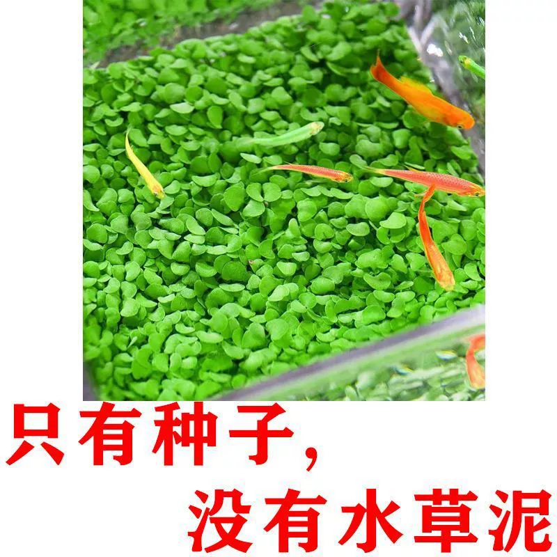 Aquatic plants, creative aquarium, bottle
