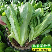 孔雀菜种子快菜沙拉营养生菜小青菜种籽四季春秋阳台盆栽蔬菜种孑