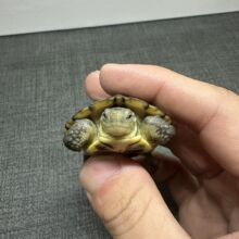 小青龟黄喉拟水龟三黄皖南北石北种石金钱龟小乌龟活物纯小