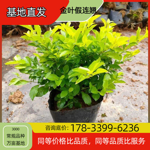 Golden Leaf Fake Forsythia Flower Seedlings Potted Base Planting Four-Season Flowering Courtyard Planting Green Plant Project Greening Seedlings Good