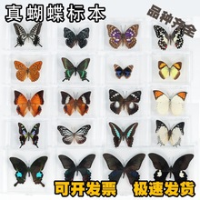 真蝴蝶标本摆件真蝴蝶昆虫标本展翅学生创意生日礼品 透明盒装